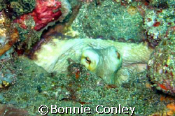 Octopus seen June 2007 in Tobago.  Taken with a Canon Pow... by Bonnie Conley 